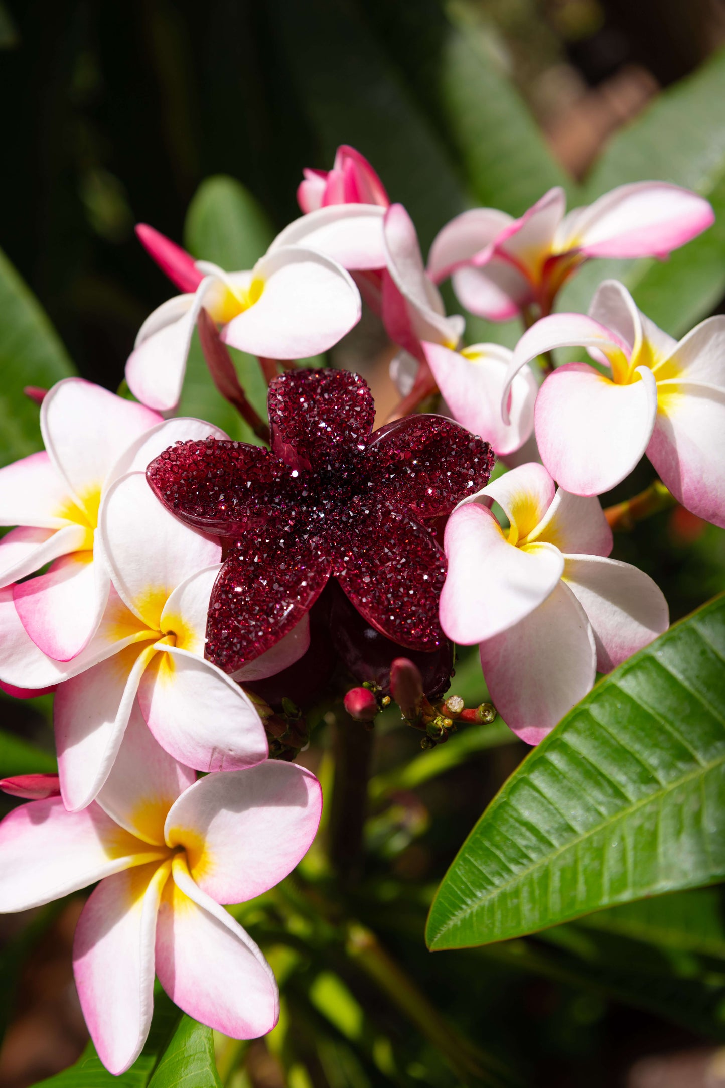 Close-up of pink and white flowers with a burgundy red diamanté floral clip