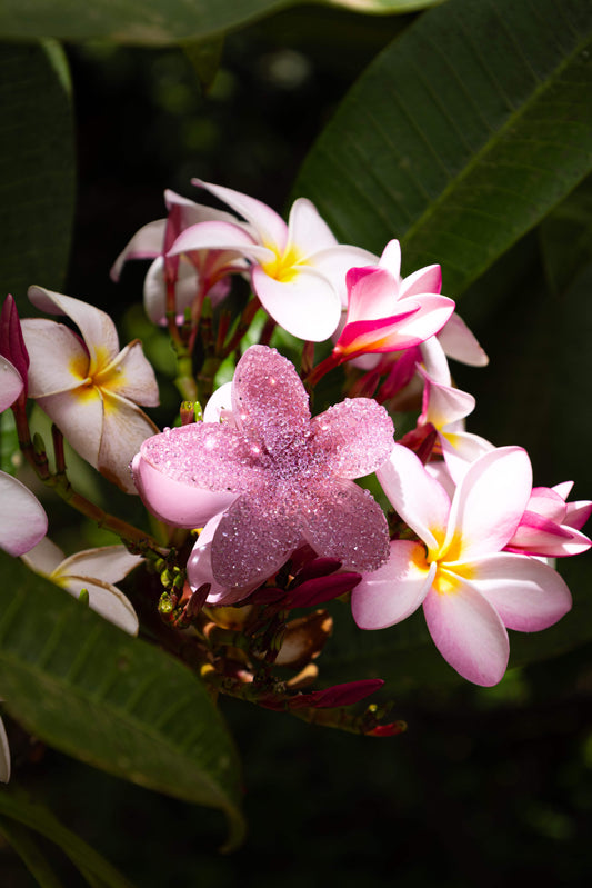 Close-up of a pink diamante floral clip in pink and white flowers with tropical green leaves